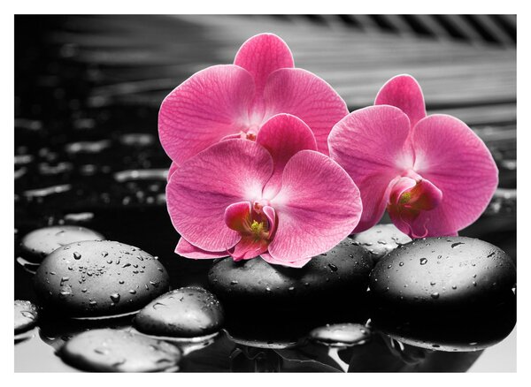 Obraz - Růžové orchideje (70x50 cm)