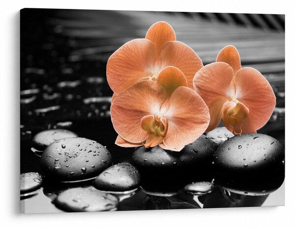 Obraz - Oranžové orchideje (70x50 cm)