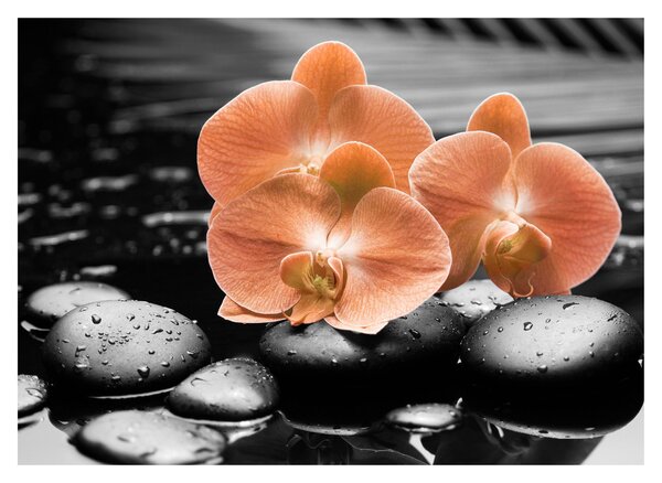Obraz - Oranžové orchideje (70x50 cm)