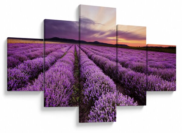 Obraz - Levandulové pole při západu slunce (125x70 cm)