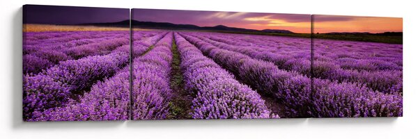 Obraz - Levandulové pole při západu slunce (170x50 cm)