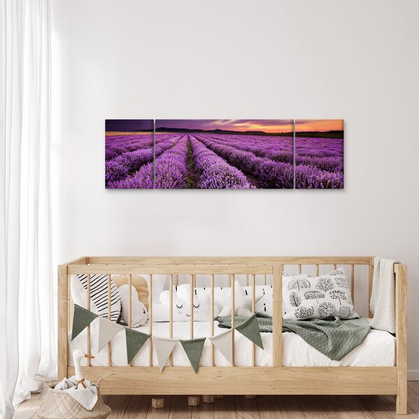 Obraz - Levandulové pole při západu slunce (170x50 cm)