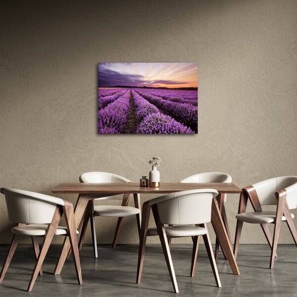 Obraz - Levandulové pole při západu slunce (70x50 cm)
