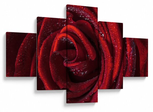 Obraz - Červená růže s kapkami rosy (125x70 cm)