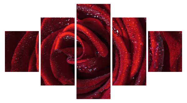 Obraz - Červená růže s kapkami rosy (125x70 cm)