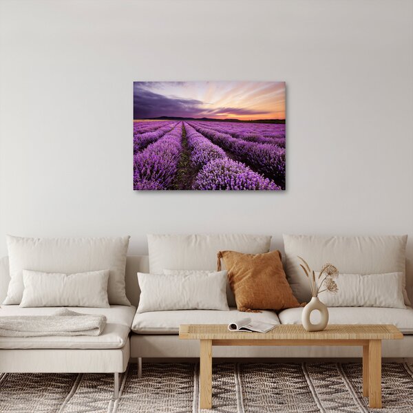 Obraz - Levandulové pole při západu slunce (70x50 cm)
