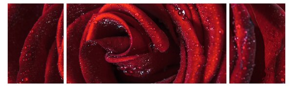 Obraz - Červená růže s kapkami rosy (170x50 cm)