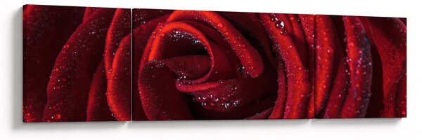 Obraz - Červená růže s kapkami rosy (170x50 cm)