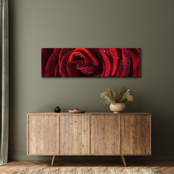Obraz - Červená růže s kapkami rosy (170x50 cm)