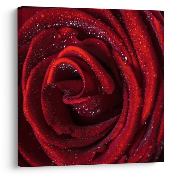 Obraz - Červená růže s kapkami rosy (30x30 cm)