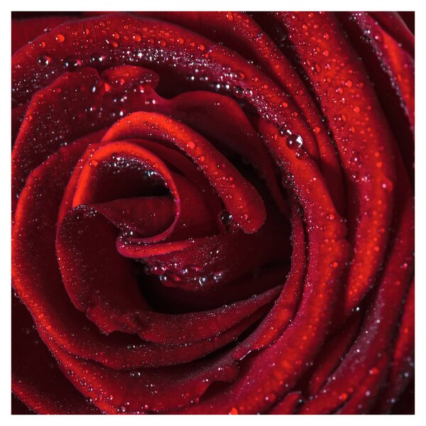 Obraz - Červená růže s kapkami rosy (30x30 cm)