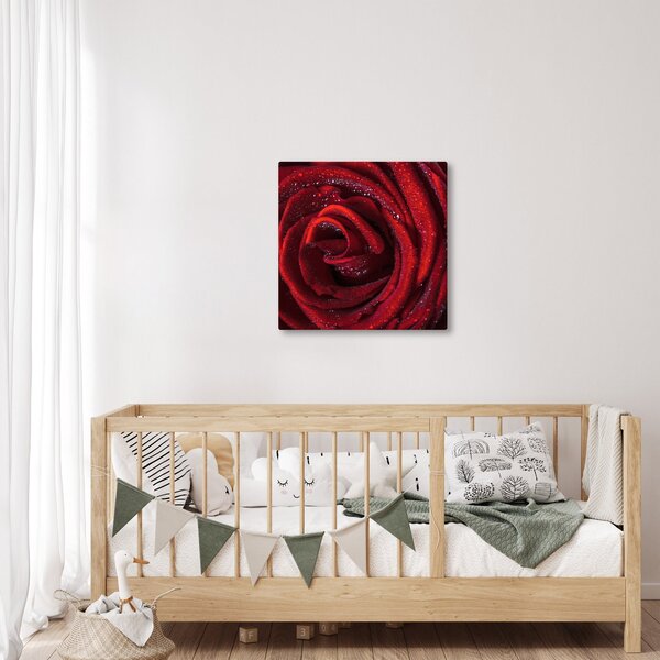 Obraz - Červená růže s kapkami rosy (30x30 cm)