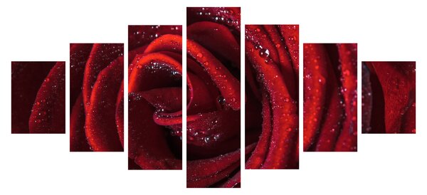 Obraz - Červená růže s kapkami rosy (210x100 cm)