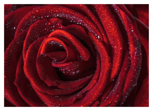 Obraz - Červená růže s kapkami rosy (70x50 cm)
