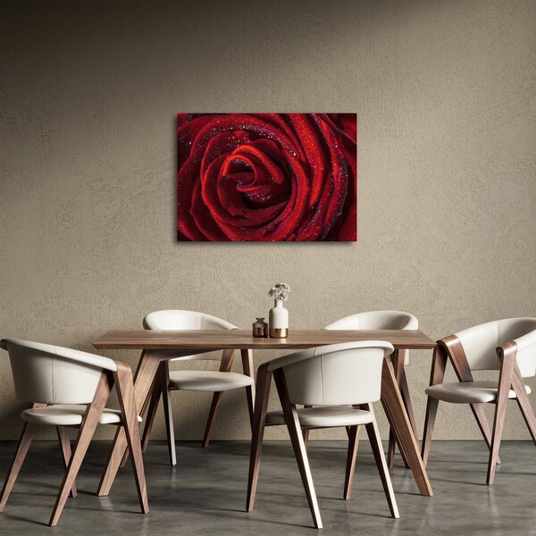 Obraz - Červená růže s kapkami rosy (70x50 cm)