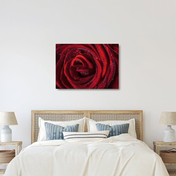Obraz - Červená růže s kapkami rosy (70x50 cm)