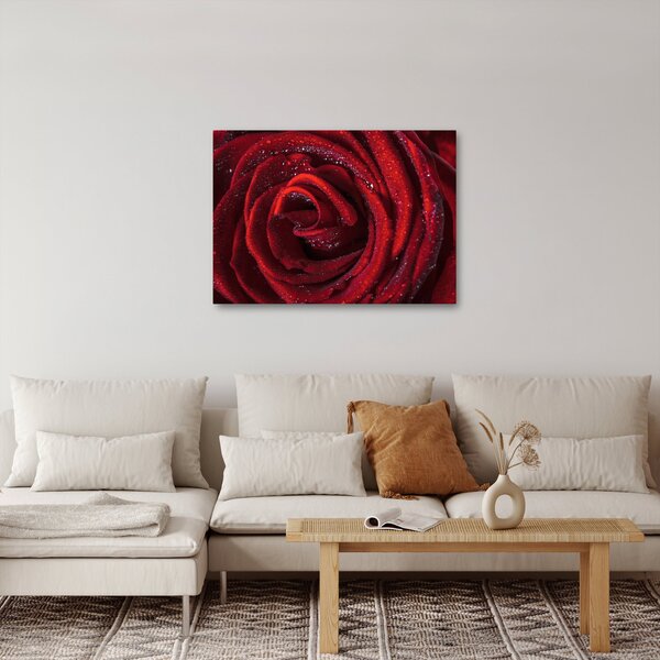 Obraz - Červená růže s kapkami rosy (70x50 cm)