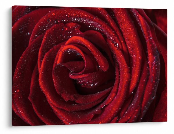 Obraz - Červená růže s kapkami rosy (70x50 cm)