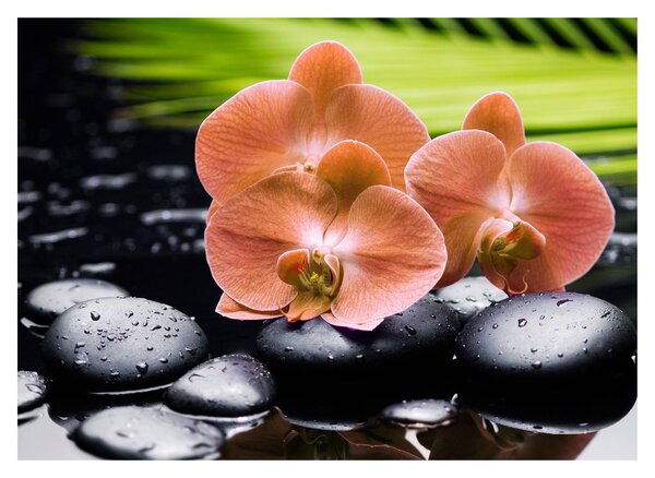 Obraz - Oranžová orchidej s palmovými listy (70x50 cm)