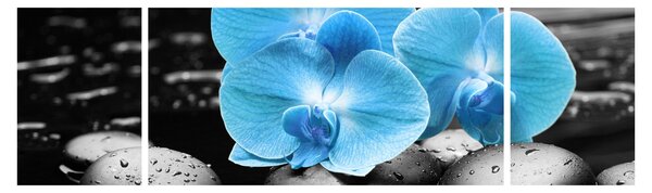 Obraz - Modrá orchidej (170x50 cm)