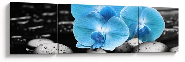 Obraz - Modrá orchidej (170x50 cm)