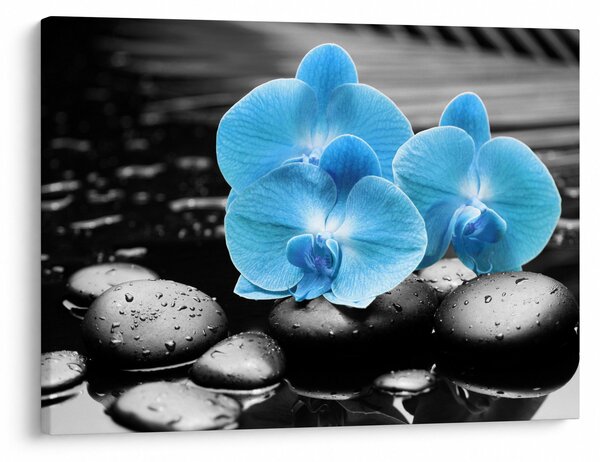 Obraz - Modrá orchidej (70x50 cm)