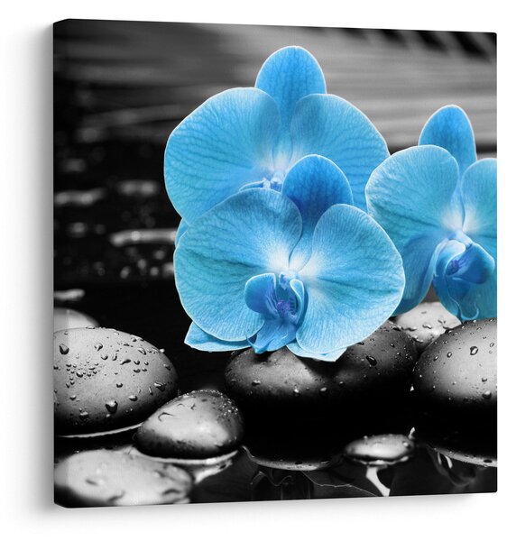 Obraz - Modrá orchidej (30x30 cm)