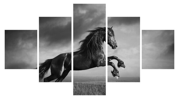 Obraz - Kůň černobílý (125x70 cm)