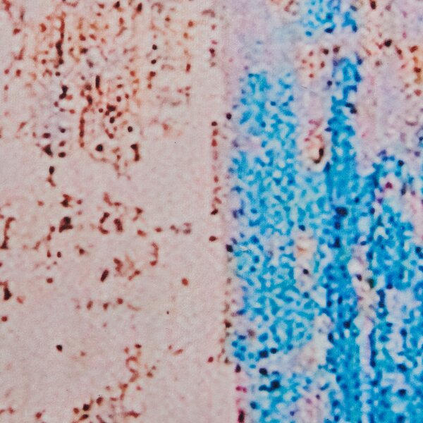 Koberec INEGOL Modrá 80 x 150 cm
