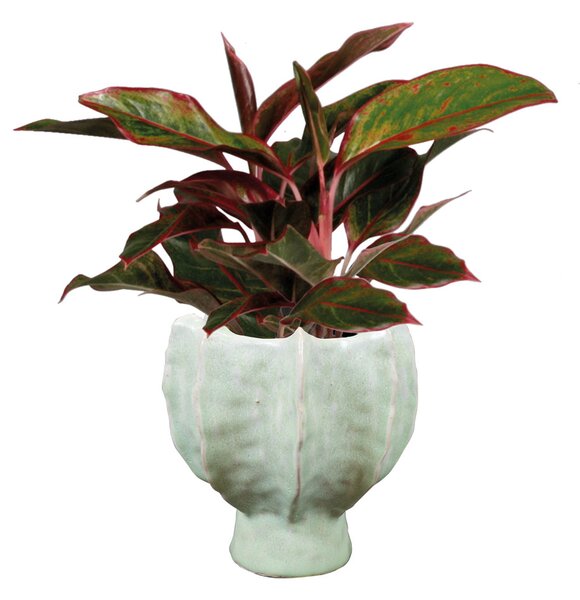 Ter Steege Obal Isabella mint D14 H14