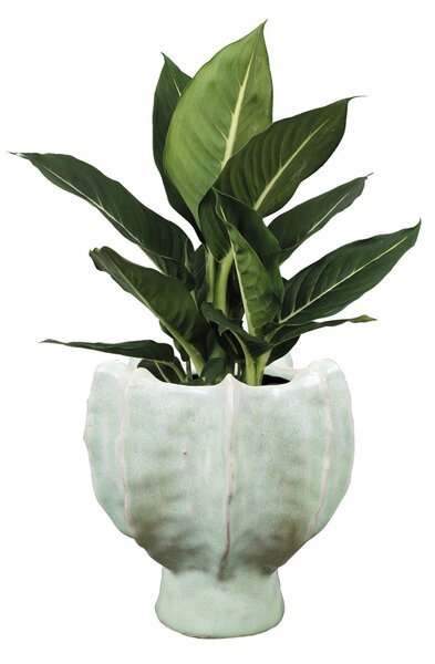 Ter Steege Obal Isabella mint D18 H20