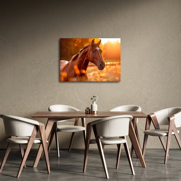 Obraz - Kůň v západu slunce (70x50 cm)