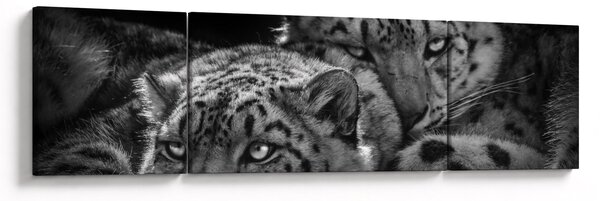 Obraz - Odpočívající gepardi (170x50 cm)