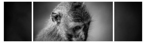 Obraz - Opička (170x50 cm)