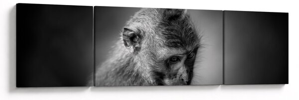 Obraz - Opička (170x50 cm)