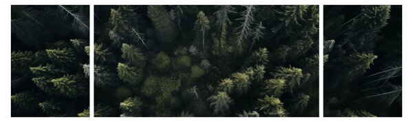 Obraz - Les (170x50 cm)