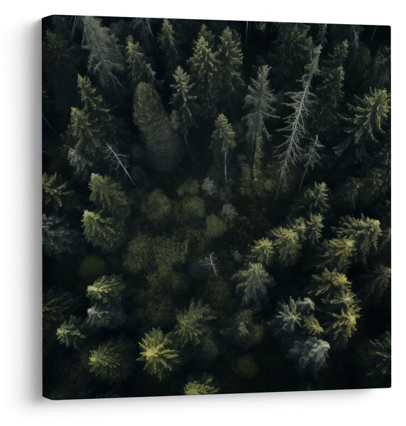 Obraz - Les (30x30 cm)