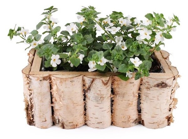 Dřevěný truhlík z břízy 30 cm