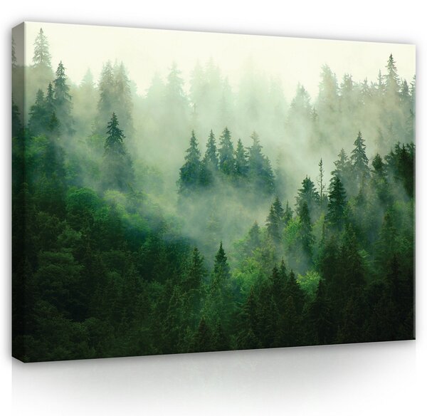 Postershop Obraz na plátně: Nature Forest Forest Fog Green - 100x75 cm