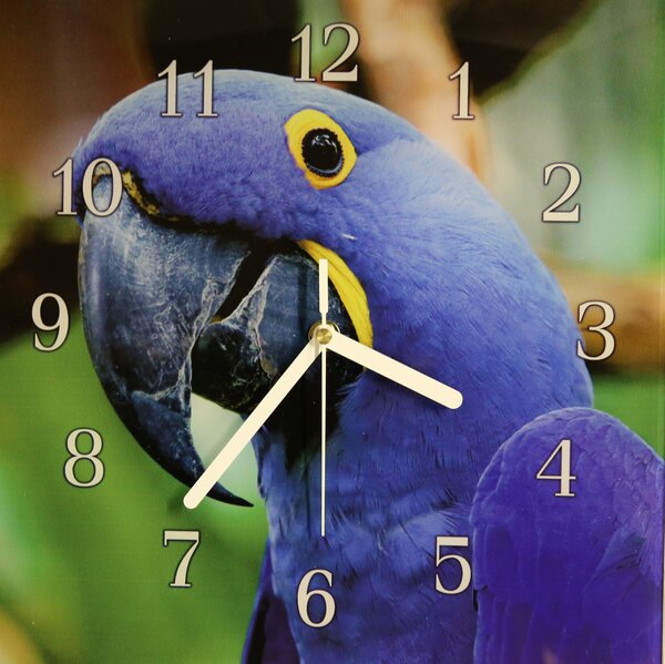 Nástěnné hodiny papoušek 30x30cm LII - plexi