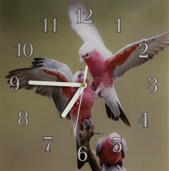 Nástěnné hodiny papoušek 30x30cm XXXVII - plexi