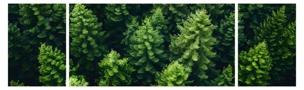 Obraz - Les (170x50 cm)