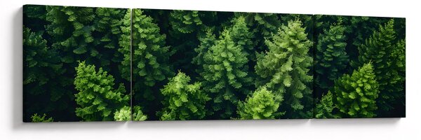 Obraz - Les (170x50 cm)