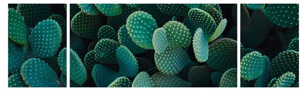 Obraz - Opuncie (170x50 cm)