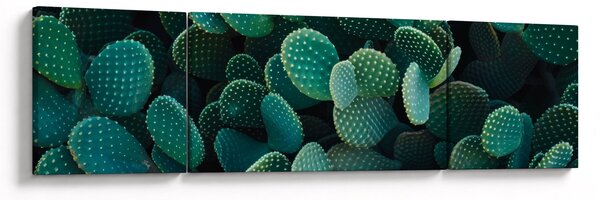 Obraz - Opuncie (170x50 cm)