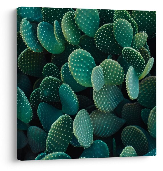 Obraz - Opuncie (30x30 cm)