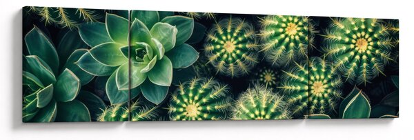 Obraz - Kaktusy (170x50 cm)
