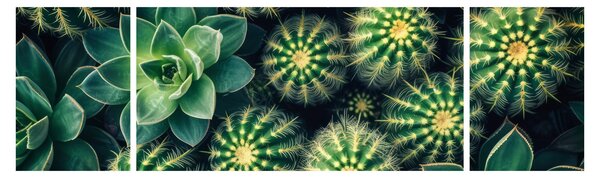 Obraz - Kaktusy (170x50 cm)