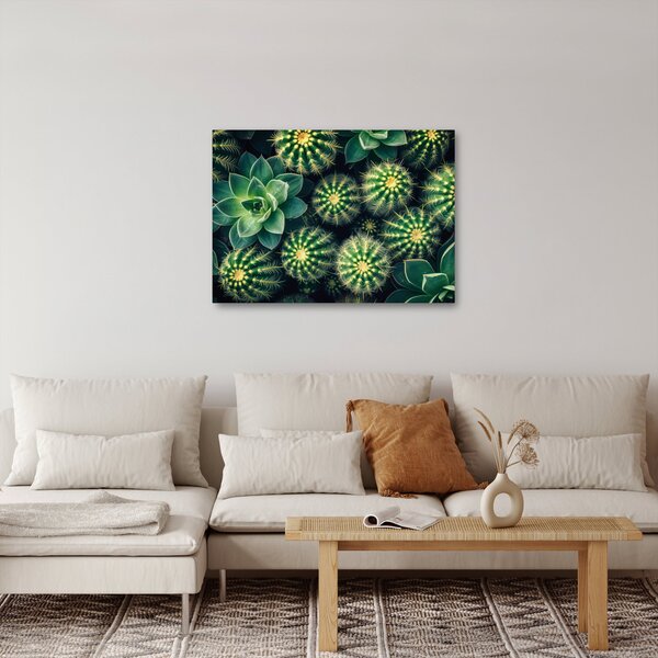 Obraz - Kaktusy (70x50 cm)
