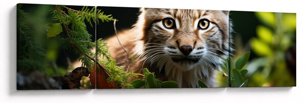 Obraz - Rys (170x50 cm)